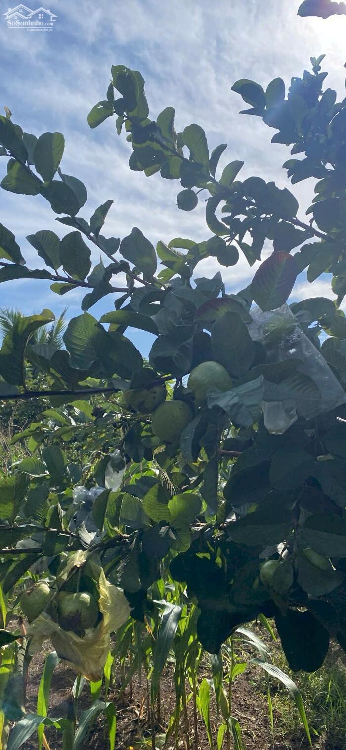 Hình ảnh Bán đất nông nghiệp view suối phường Hoà Phú giá tốt 5