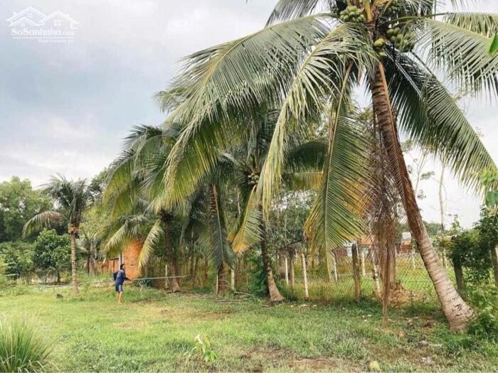 Hình ảnh Đất thổ cư mặt tiền Hà Thị Kiểm-Phú Mỹ Hưng-Củ Chi.Dt 29x59~1711m2~6,5ty 4