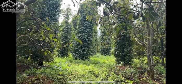 Hình ảnh Rẫy view hồ tự nhiên giá rẻ, nguồn thu mạnh, oto vào tận nơi, đông dân cư 4