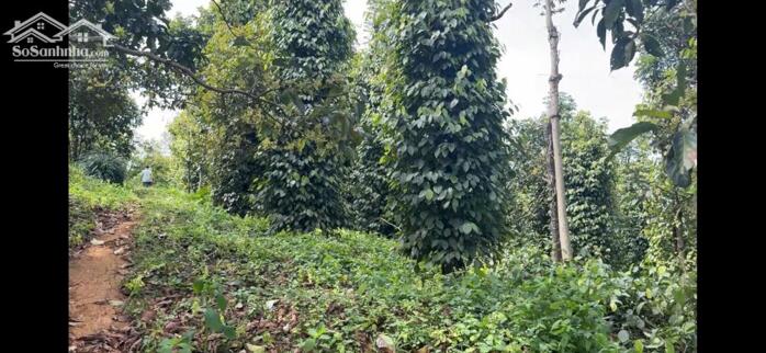 Hình ảnh Rẫy view hồ tự nhiên giá rẻ, nguồn thu mạnh, oto vào tận nơi, đông dân cư 2