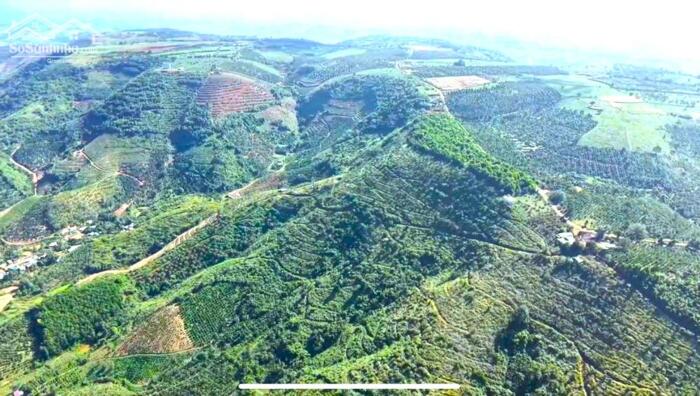 Hình ảnh Cho thuê 30ha đất đỏ bazan,nhà cửa điện nước đầy đủ, đường nhựa tại Đắk Nông 1