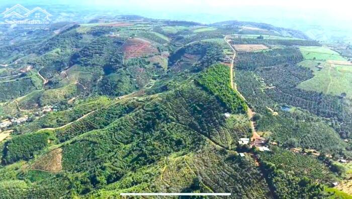 Hình ảnh Cho thuê 30ha đất đỏ bazan,nhà cửa điện nước đầy đủ, đường nhựa tại Đắk Nông 3