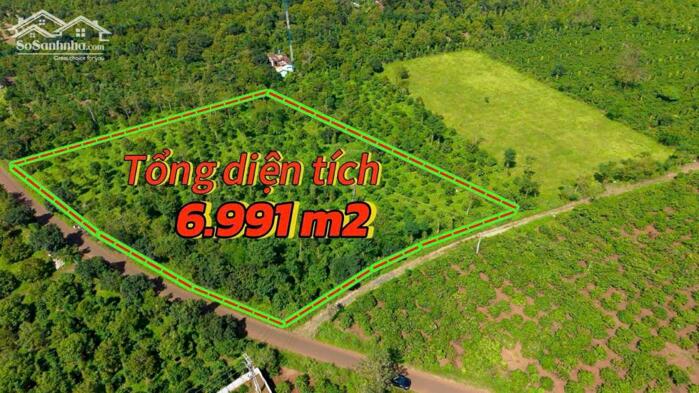 Hình ảnh Ea Tul- Cư Mgar dt 6991m2 2 mặt tiền đất nhựa giáp đường 130m đất full cà phê, sầu riêng tiêu cho thu giá nhỉnh 3 tỷ 1