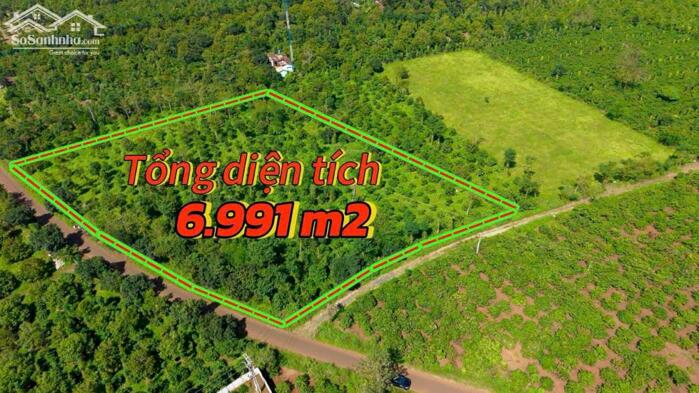 Hình ảnh Ea Tul- Cư Mgar dt 6991m2 2 mặt tiền đất nhựa giáp đường 130m đất full cà phê, sầu riêng tiêu cho thu giá nhỉnh 3 tỷ 4