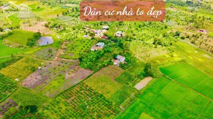 Hình ảnh Buôn Hồ- Đắk Lắk dt hơn 5oom2 full vườn vải cần tiền gấp bán 129tr hết đất 1