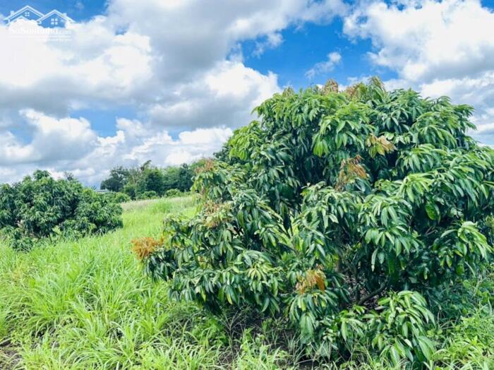 Hình ảnh Buôn Hồ- Đắk Lắk dt hơn 5oom2 full vườn vải cần tiền gấp bán 129tr hết đất 4