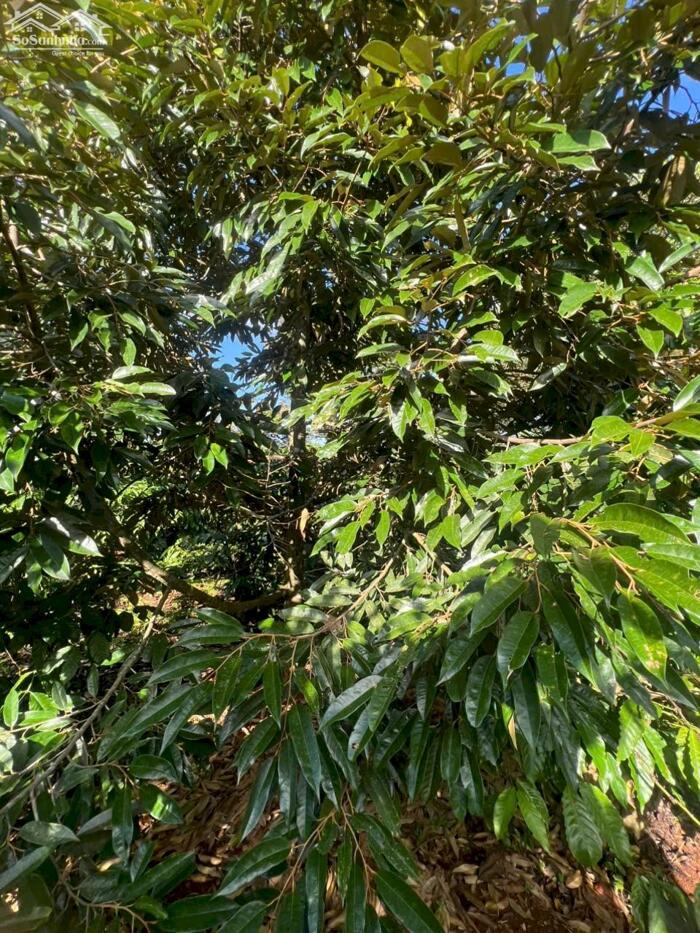 Hình ảnh Ea Kiết- Cư Mgar dt 450m2 sẵn thổ cư đường oto tới đất đất full cà phê xen sầu riêng cho thu giá chỉ 299tr bao sổ 2