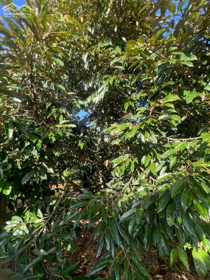 Hình ảnh Ea Kiết- Cư Mgar dt 450m2 sẵn thổ cư đường oto tới đất đất full cà phê xen sầu riêng cho thu giá chỉ 299tr bao sổ 3