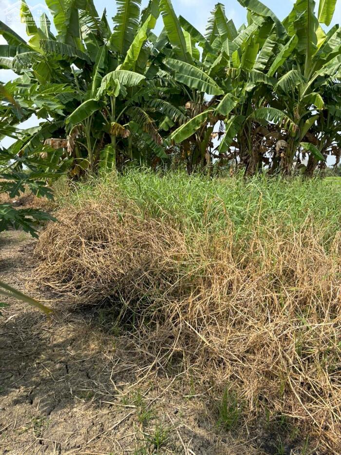 Hình ảnh 225tr b.á.n nền đất thổ cư tại Tân Trung, TP Gò Công, Tiền Giang cũ 2