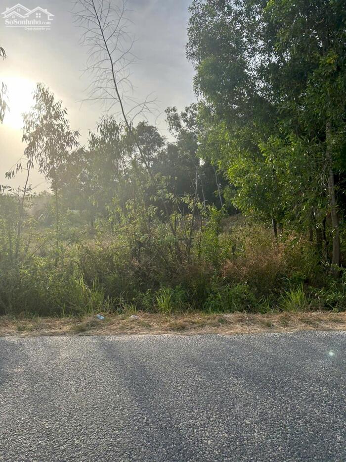 Hình ảnh 15x60(614m2) Cù Chính Lan Tân Bình LaGi Đường Nhựa Sát Trung Tâm Giá Rẻ 1