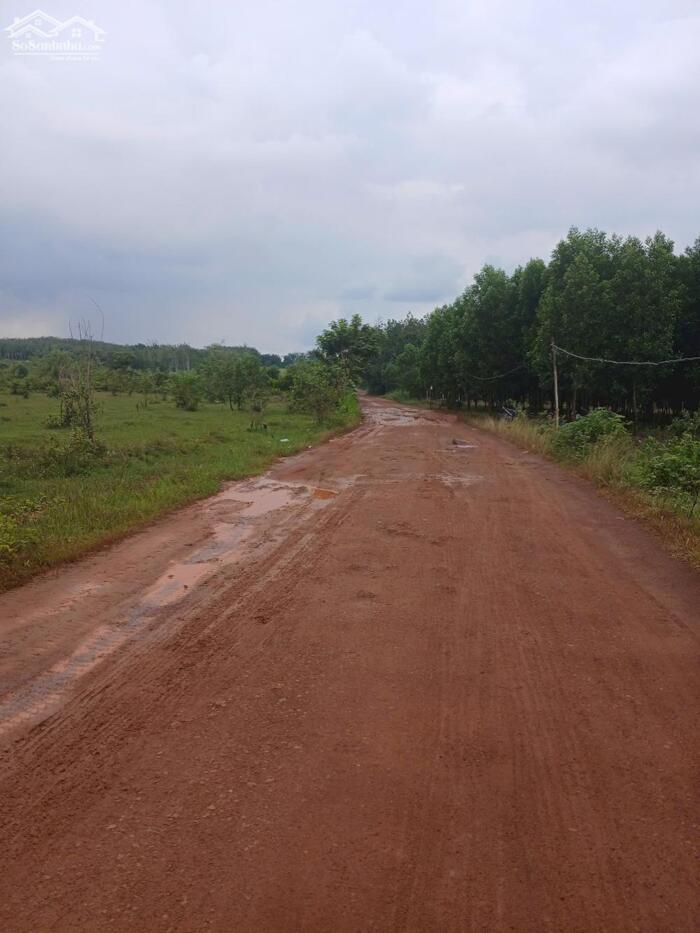 Hình ảnh Bán đất Chơn Thành, Bình Phước. DT 247m2(50m2 thổ cư) 3