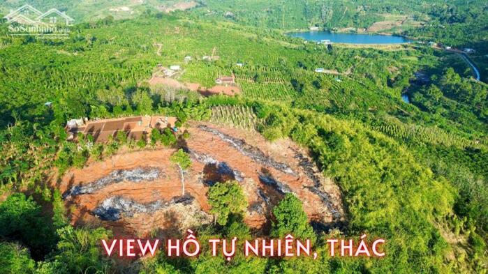 Hình ảnh Rẫy view rừng thông đẹp giá rẻ tại Trường Xuân Đắk Song Lâm Đồng 2