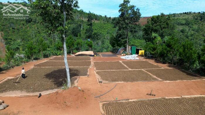 Hình ảnh Rẫy view rừng thông đẹp giá rẻ tại Trường Xuân Đắk Song Lâm Đồng 1