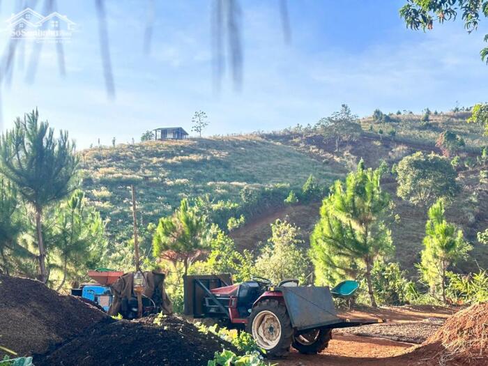 Hình ảnh Rẫy view rừng thông đẹp giá rẻ tại Trường Xuân Đắk Song Lâm Đồng 0