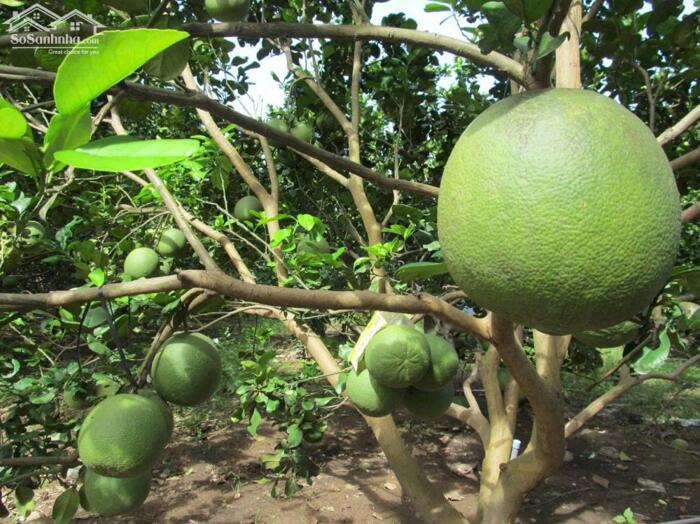 Hình ảnh Đất vườn bưởi có thổ cư ngay Bàu Bàng Bình Dương 4