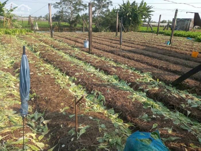 Hình ảnh B.á.n 1,2 công đất thổ vườn tại Phường Long Thuận, TP Gò Công cũ giá 1tr/m2 0