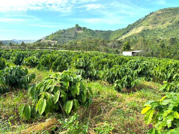 Hình ảnh Rẫy trung tâm Gia Nghĩa sát farm EVA bằng tuyệt đối, có hồ, nghỉ dưỡng tuyệt vời 1