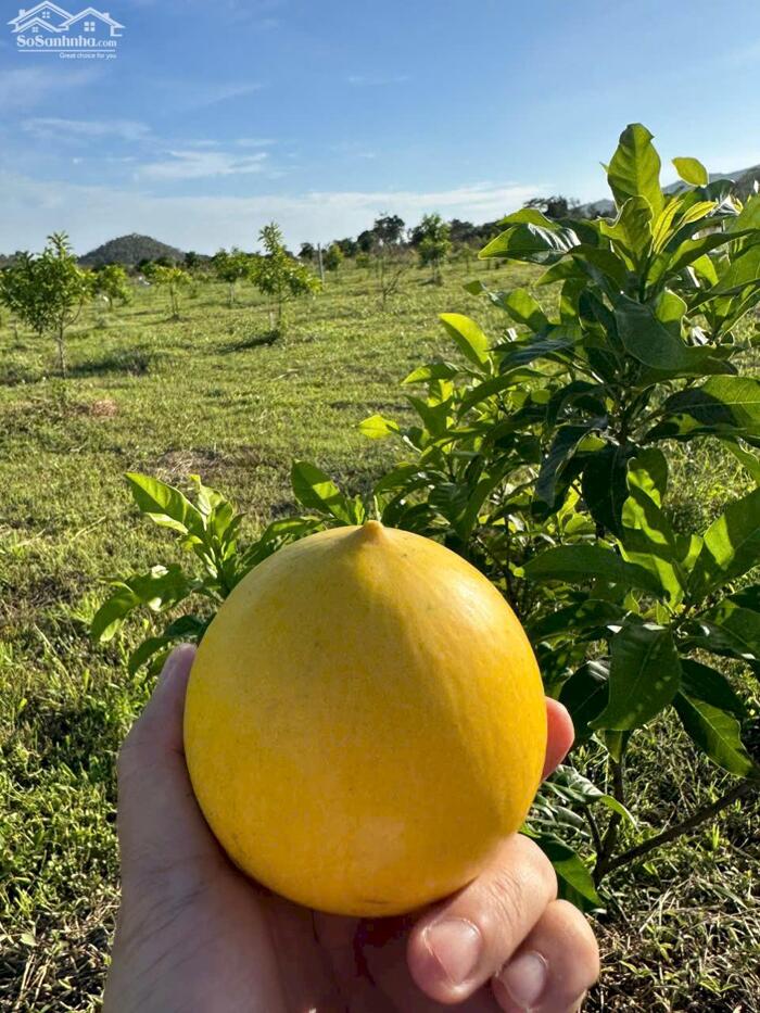 Hình ảnh ĐẤT NHÀ VƯỜN HÀM TRÍ – KẾ CAO TỐC MA LÂM – TÍCH SẢN NÔNG NGHIỆP GIÁ TRỊ CAO 1