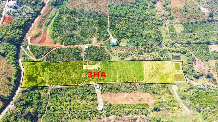 Hình ảnh 3ha giá rẻ nguồn thu mạnh,gần trung tâm,đất bằng,điện nước đầy đủ 0