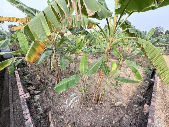 Hình ảnh Bán đất Đạo tú, Tam dương, Vĩnh phúc. 2 lô liền nhau sử dụng 426m2 2