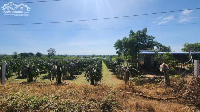 Hình ảnh bán gấp 1116m2 đất phủ hồng hẻm xe hơi đinh công tráng, tân tiến, lagi. giá rẻ 800 triệu 1