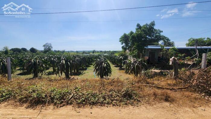 Hình ảnh bán gấp 1116m2 đất phủ hồng hẻm xe hơi đinh công tráng, tân tiến, lagi. giá rẻ 800 triệu 2