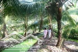 cho thuê đất vườn dừa 4.800m2 trung tâm thị trấn thanh bình