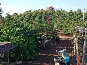 kẹt tiền bán gấp rẫy cà phê sầu riêng cao su