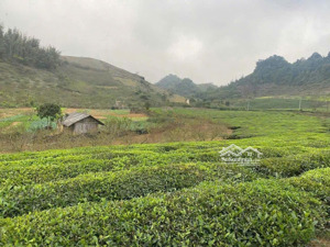 siêu phẩm đón xuân - mảnh đất vàng tại mộc châu