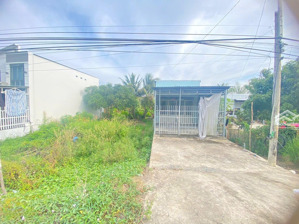 bán 2 công vườn chà là 5 năm tuổi đang ra bông chuẩn bị thu hoạch
