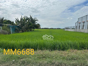 chính chủ bán đất vườn tại gò công tây, thoáng mát, đông dân cư