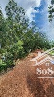 bán đấu giá thửa 477 xã tân thành, huyện mộc hóa, tỉnh long an - giá thỏa thuận - 17.200m2
