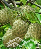 bán nhà riêng lý thái tổ, đại phước, nhơn trạch, đồng nai, 1,75 tỷ, 71m2, chính chủ hot!