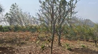bán đất trang trại, nghỉ dưỡng 2865,6m2 tại tiểu khu 14 thị trấn mộc châu