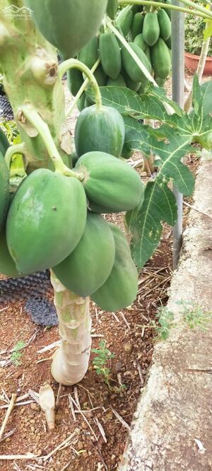 Cho thuê nhà 1 trêt 2 lầu hẻm phạm hồng Thái TPVT