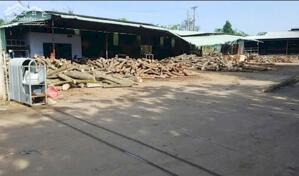 Cho Thuê Xưởng Gỗ, Ván Ép, Cưa Xẻ Tại Chơn Thành Bình Phước – Diện Tích 14.000m², Đầy Đủ Máy Móc, PCCC, Pháp Lý 