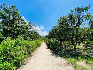 cam tân gần 1000m2 full thổ cư, đường oto tới đất. giá cực mềm !! zalo huy
