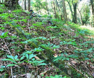 hiện em có quỹ đất quy mô lớn tại sơn la, phù hợp để trồng cây dược liệu. diện tích đa dạng giá rẻ