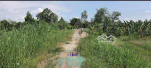 bán 3.000m² (14m x 214m, đất lúa) đường xe ba gác, xã bình hàng tây, h cao lãnh