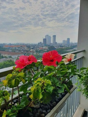 bán căn hộ 3pn + 2wc tại green view, tân phú, q7, 8,4 tỷ, 106m2